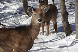 3144L Spring Ct, Bushkill, PA 18324 - Photo 17