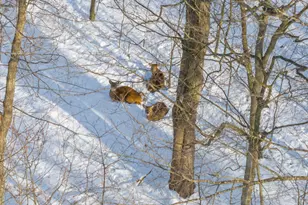 4580 Briarcliff Terrace, Tobyhanna, PA 18466 - Photo 47