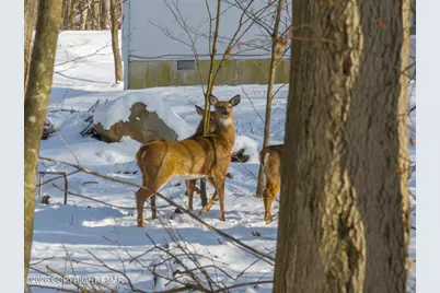  4580 Briarcliff Terrace, Tobyhanna, PA 18466 - Photo 49