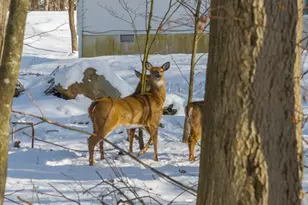 4580 Briarcliff Terrace, Tobyhanna, PA 18466 - Photo 49