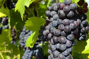 1212 Burger Hollow Rd, Effort, PA 18330 - Photo 41