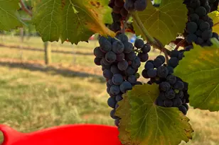 1212 Burger Hollow Rd, Effort, PA 18330 - Photo 129