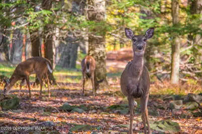  340 Moseywood Road, Lake Harmony, PA 18624 - Photo 89