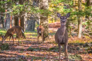 340 Moseywood Rd, Lake Harmony, PA 18624 - Photo 89