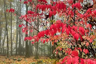 31 Seneca Rd, Mount Pocono, PA 18344 - Photo 55