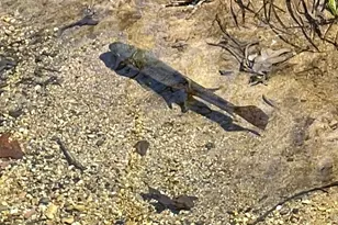 8 Kickapoo Dr, Hazle Township, PA 18202 - Photo 105