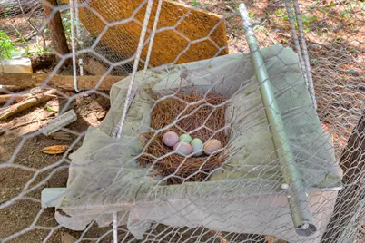 7054 Rance Perry Road, Appling, GA 30802 - Photo 63