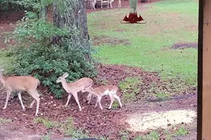 6629 Eubank Dr, Appling, GA 30802 - Photo 23