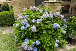 289 Cathy Dr, Warrenville, SC 29851 - Photo 5