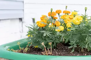 1151 Roselle St, Augusta, GA 30901 - Photo 41