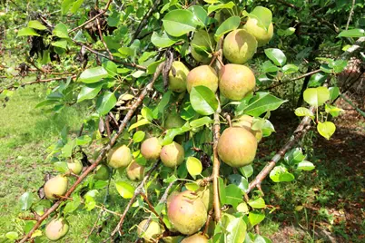 924 W Martintown Road, North Augusta, SC 29841 - Photo 23
