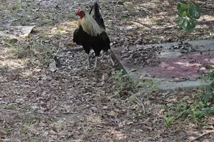 7173 Capers Path, Aiken, SC 29803 - Photo 59