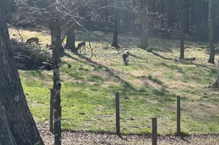 5111 Greensboro Rd, Washington, GA 30673 - Photo 67