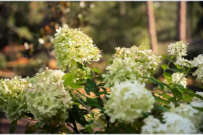 1729 Ridgecrest Avenue, Aiken, SC 29801 - Photo 5