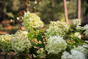 1729 Ridgecrest Ave, Aiken, SC 29801 - Photo 5