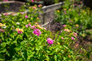 2686 New Hope Cir, Hephzibah, GA 30815 - Photo 71