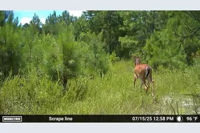 2427 Wire Road, Aiken, SC 29805 - Photo 35