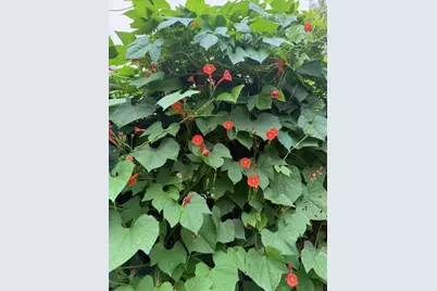 226 Greene Street, Augusta, GA 30901 - Photo 3