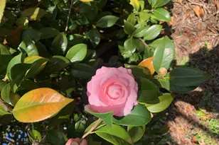 1729 Oak Dr, Augusta, GA 30904 - Photo 7