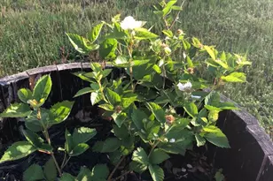 149 Woodland Dr, Martinez, GA 30907 - Photo 33