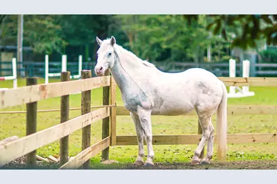 3036 Fancy Trail, Aiken, SC 29803 - Photo 11
