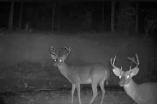 4676 Oakley Pirkle Rd, Martinez, GA 30907 - Photo 39