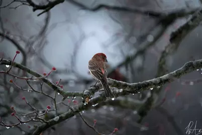 3042 Johnny Court, Augusta, GA 30906 - Photo 45