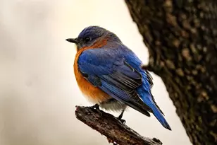 3042 Johnny Ct, Augusta, GA 30906 - Photo 3