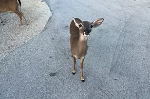 1540 Lantana Ln, Big Pine, FL 33043 - Photo 17