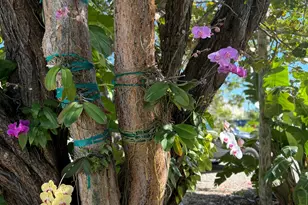 415 Palm Dr, Islamorada, FL 33036 - Photo 69