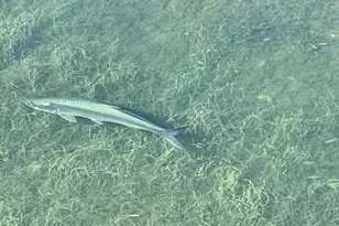 88500 Overseas Hwy, Islamorada, FL 33070 - Photo 41