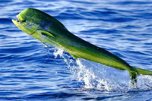 210 Schooner Ln, Duck, FL 33050 - Photo 37