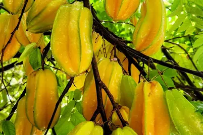 1112 Grand Street #And Half Lot, Key Largo, FL 33037 - Photo 51