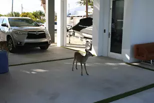 1553 Sunrise Dr, Big Pine, FL 33043 - Photo 103