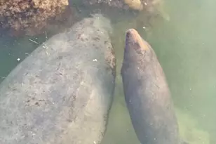 406 S Coconut Palm Blvd, Tavernier, FL 33070 - Photo 97