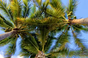 11295 6th Avenue Gulf, Marathon, FL 33050 - Photo 37