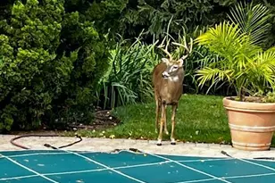 89 Barrett Ln, Wyckoff Township, NJ 07481 - Photo 35