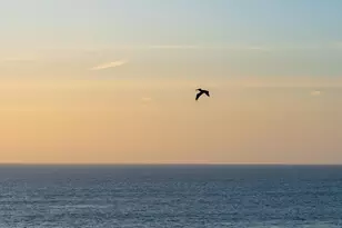 939 Coast Blvd, La Jolla, CA 92037 - Photo 51