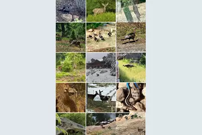  1068 W Incense Cedar Road, Julian, CA 92036 - Photo 63