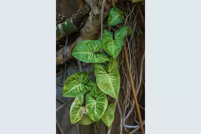  1010 Myrtle Way, San Diego, CA 92103 - Photo 59