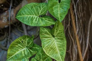 1010 Myrtle Way, San Diego, CA 92103 - Photo 59