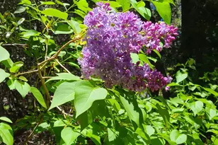 4470 Pine Ridge Ave, Julian, CA 92036 - Photo 33