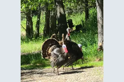  4470 Pine Ridge Avenue, Julian, CA 92036 - Photo 37