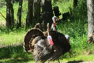 4470 Pine Ridge Ave, Julian, CA 92036 - Photo 37