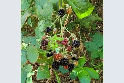  4470 Pine Ridge Avenue, Julian, CA 92036 - Photo 31