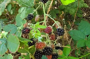 4470 Pine Ridge Ave, Julian, CA 92036 - Photo 31