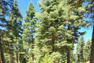 Conifer Ln, Palomar Mountain, CA 92060 - Photo 1