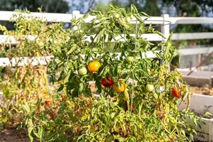 15091 Chemise Creek Rd, Ramona, CA 92065 - Photo 67