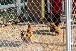 15091 Chemise Creek Rd, Ramona, CA 92065 - Photo 69