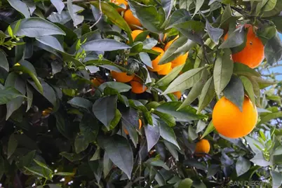  1379 Sunny Heights Road, Fallbrook, CA 92028 - Photo 55